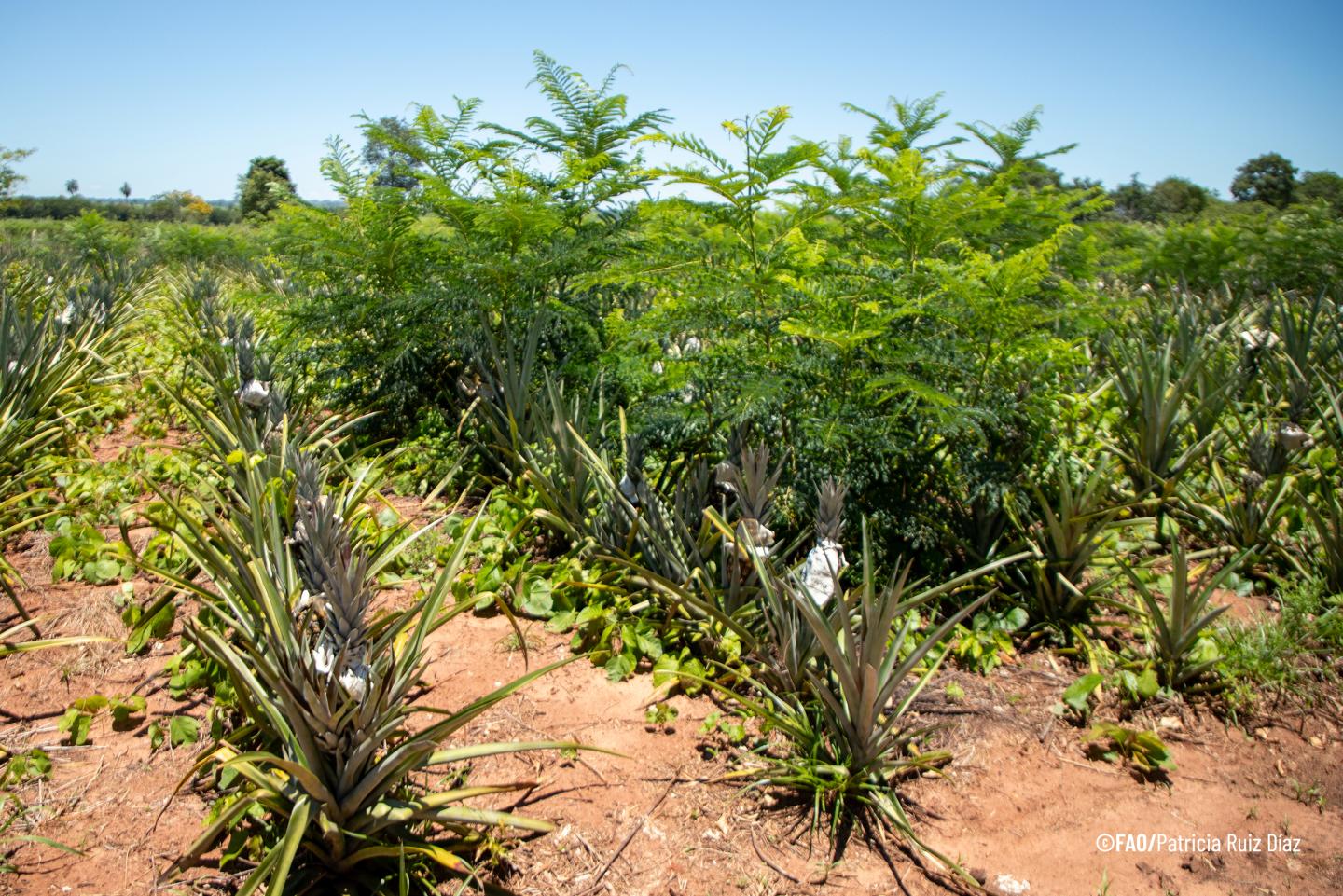 Programa de Plantación de árboles de PROEZA