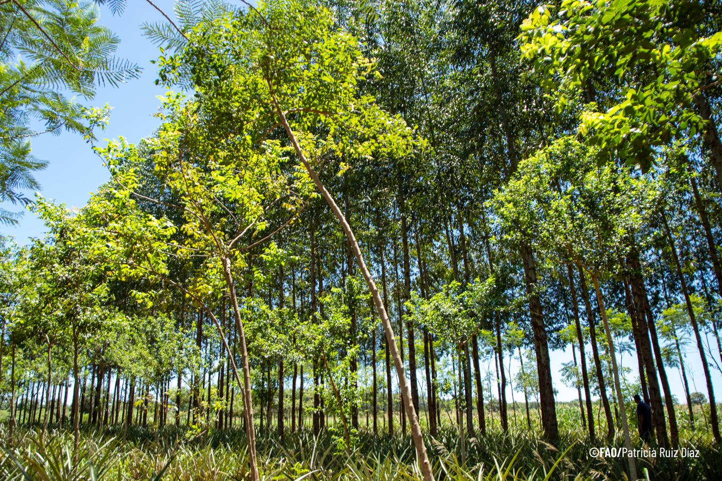 Programa de Plantación de árboles de PROEZA
