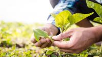 plantines 