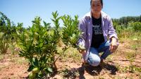 Programa de Plantación de árboles de PROEZA