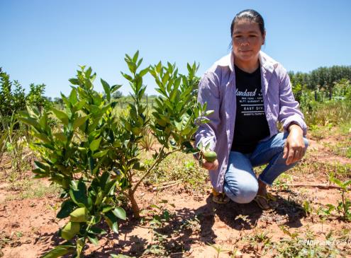 Programa de Plantación de árboles de PROEZA